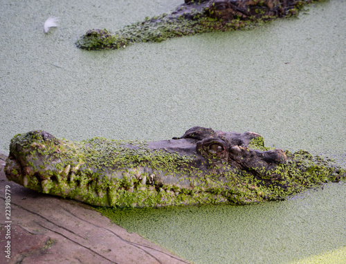 Crocodile saltwater Thailand
