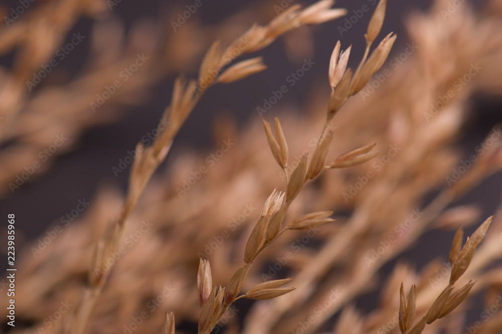 Spikelets of wheat on a black background Spikelets of wheat on a black background