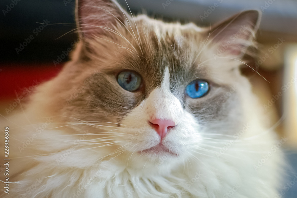 Nice Ragdoll cat. It is best known for its docile and placid temperament and affectionate nature. The name Ragdoll is derived from the tendency to go limp and relaxed when picked up.