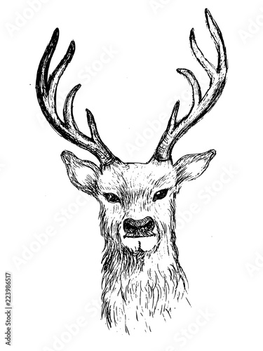 Deer head hand drawn illustration vector sketch