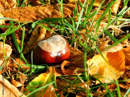 Beautiful photo of chestnut lying in the grass next to colorful autumn leaves, September in city park, sunny day