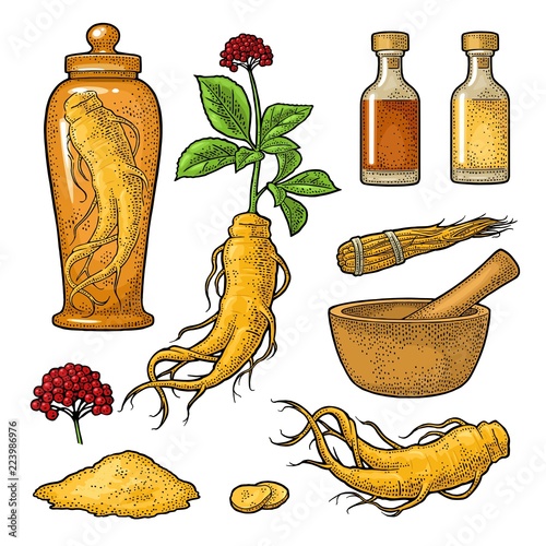 Root and leaves panax ginseng. Vector engraving black illustration