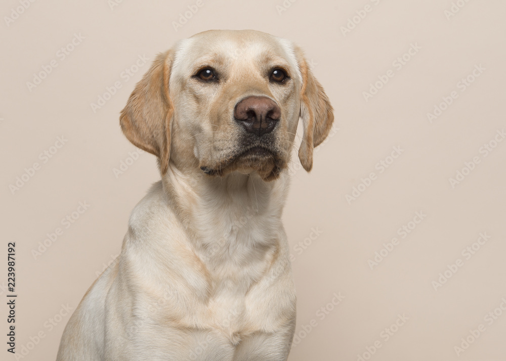 Portrait of a blond labrador retriever dog looking away on a sand colored background - obrazy, fototapety, plakaty 