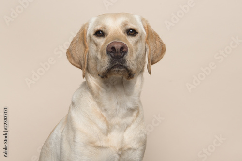 Portrait of a blond labrador retriever dog looking at the camera on a creme colored background