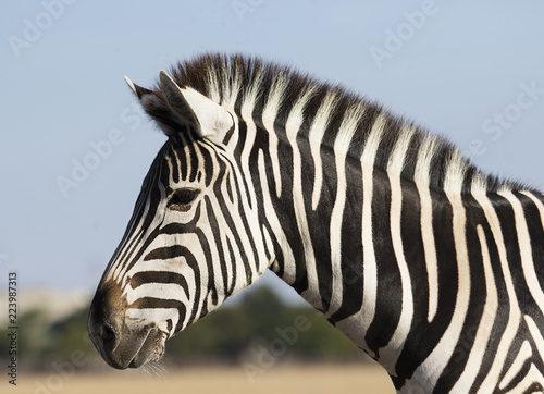 muzzle of a zebra against the sky