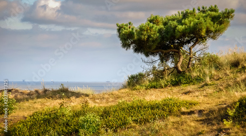 Looking towards a tree and across the Wadden Sea from the Frisian Island of Vlieland during sunset on a summer night. The Frisian Islands are also known as the Wadden Islands or Wadden Sea Islands photo