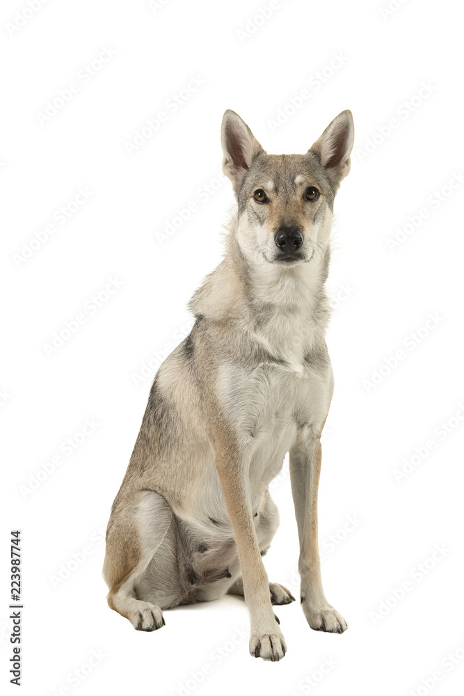 Female tamaskan hybrid dog sitting looking at the camera isolated on a white background seen from the side Female tamaskan hybrid dog sitting looking at the camera isolated on a white background seen from the side