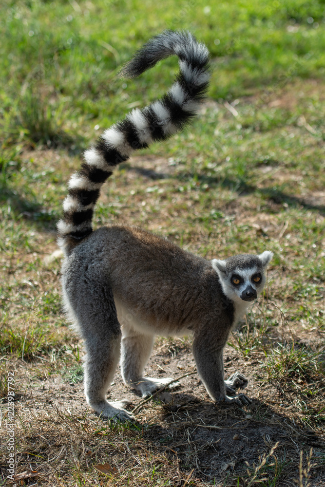 Lemur monkey from madagascar Lemur monkey from madagascar