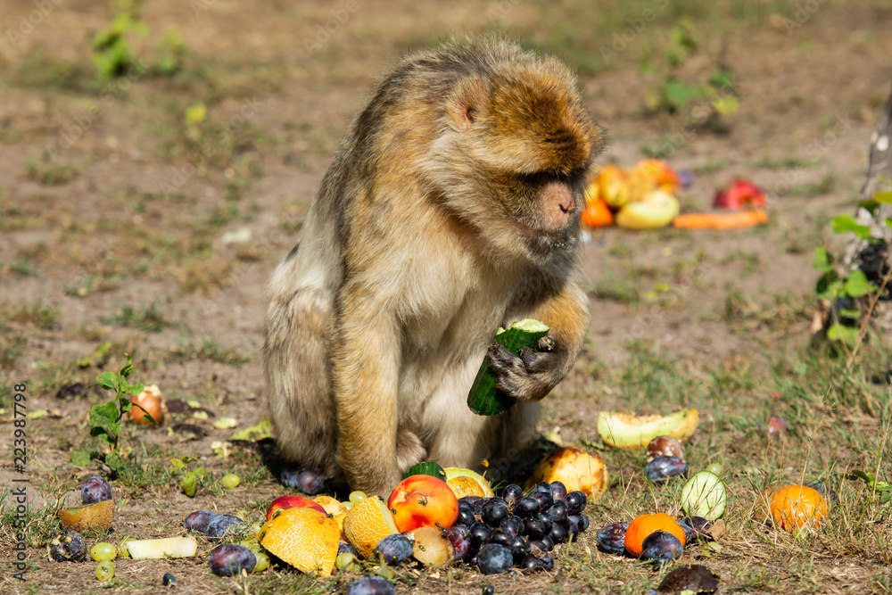 Obraz premium Makaken Monkey 