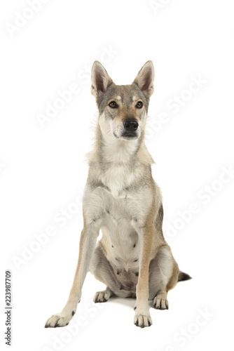 Sitting female tamaskan hybrid dog isolated on a white background
