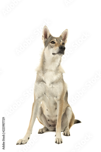 Sitting female tamaskan hybrid dog isolated on a white background glancing away