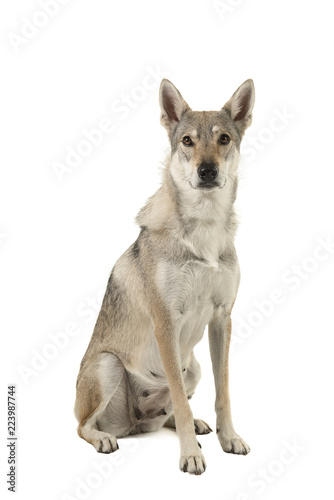 Female tamaskan hybrid dog sitting looking at the camera isolated on a white background seen from the side