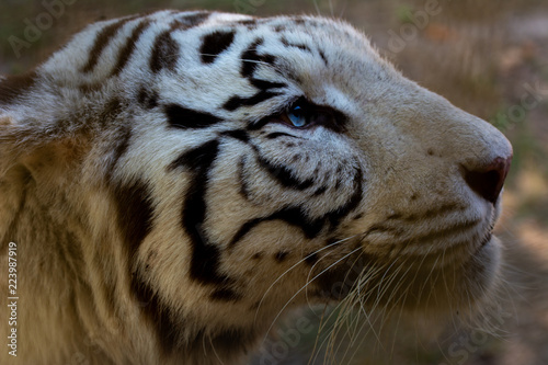 Fototapeta Naklejka Na Ścianę i Meble -  Wild Cat  white Bengal Tiger 