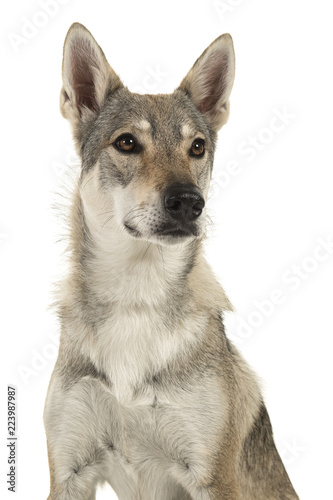 Wallpaper Mural Portrait of a female tamaskan hybrid dog glancing away to the right isolated on a white background Torontodigital.ca