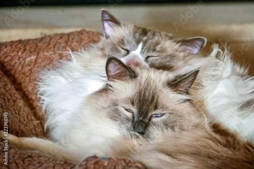 Two nice Ragdoll cats. It is best known for its docile and placid temperament and affectionate nature. The name Ragdoll is derived from the tendency to go limp and relaxed when picked up. © Chris