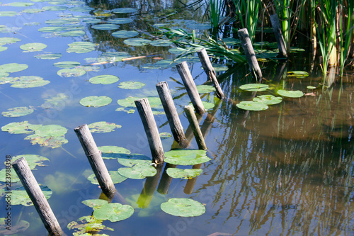 Picture with a pond, Chorzów (Poland)