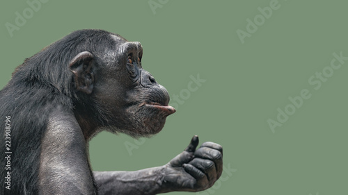 Portrait of curious wondered Chimpanzee at smooth uniform background