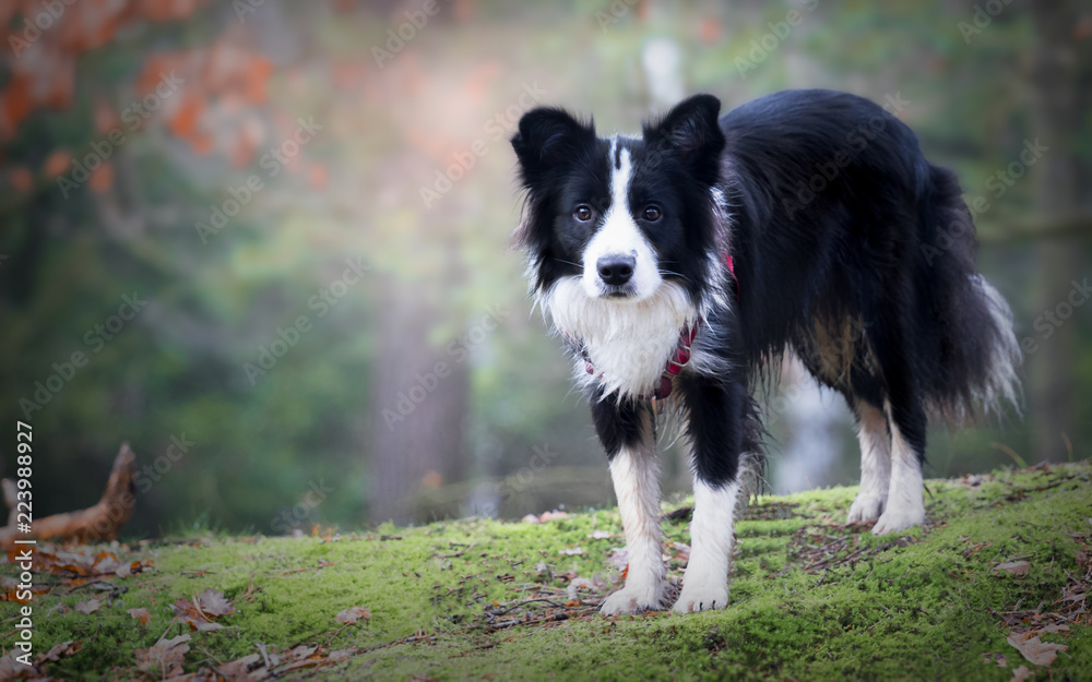 Cute border collie in winter forest Cute border collie in winter forest