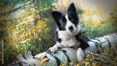 Cute young border collie in forest