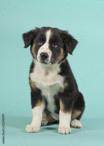 Cute black australian shepherd puppy sitting on a blue turquoise background © Elles Rijsdijk