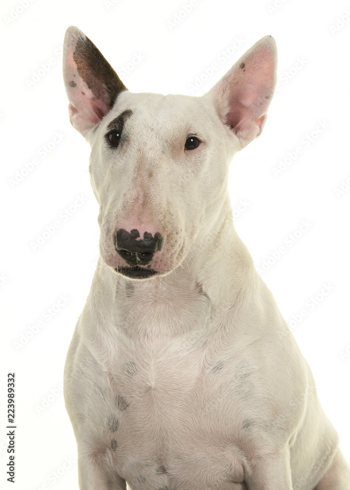 Cute bull terrier portrait looking at camera seen from the front isolated on a white background