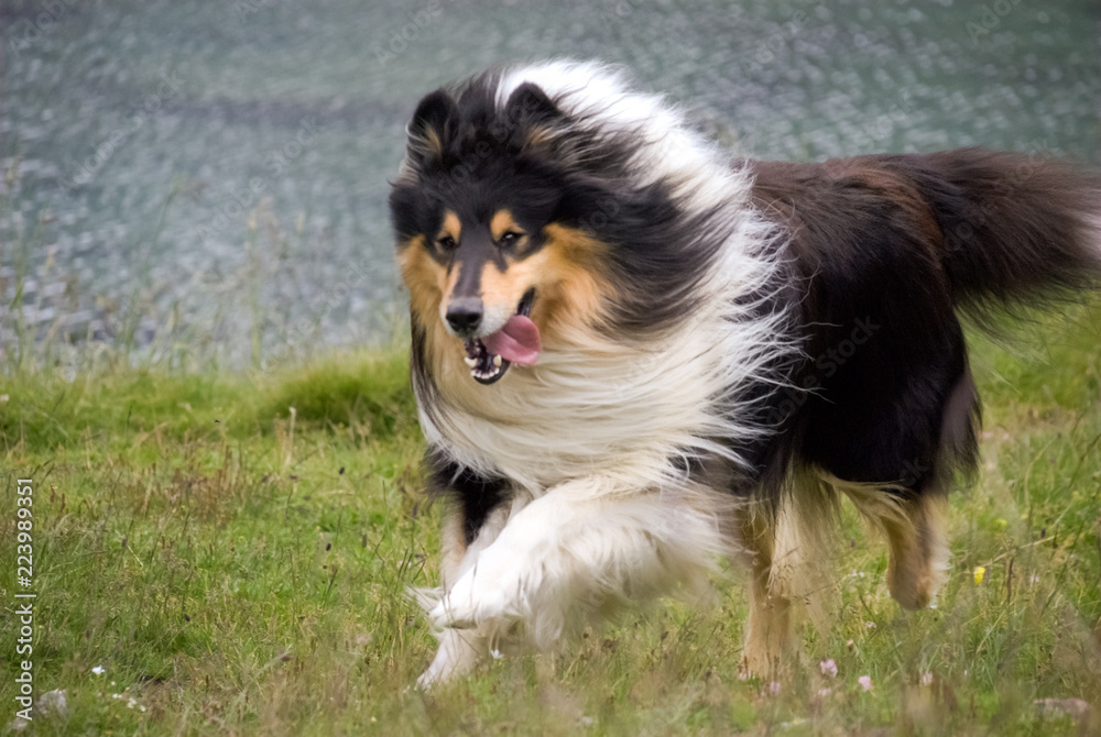 Looking at a Scottish (or Scotch, Rough) Collie in a Swiss mountain field. The Scotch Collie is a landrace breed of dog which originated from the highland regions of Scotland