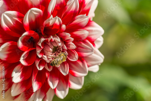 Fototapeta Naklejka Na Ścianę i Meble -  Biene auf Rot-weißer Balldahlie Edinburg (Asteraceae) im Sommer.