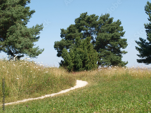 Wachholderheide photo