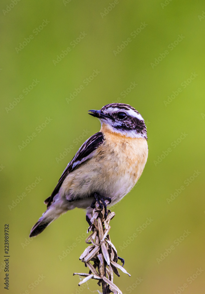 Obraz premium Whinchat