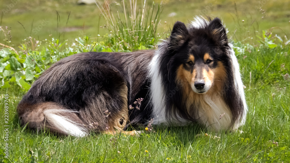 Looking at a Scottish (or Scotch, Rough) Collie lying in green Swiss fields. The Scotch Collie is a landrace breed of dog which originated from the highland regions of Scotland. Looking at a Scottish (or Scotch, Rough) Collie lying in green Swiss fields. The Scotch Collie is a landrace breed of dog which originated from the highland regions of Scotland.