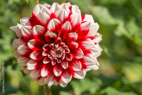 Fototapeta Naklejka Na Ścianę i Meble -  Rot-weiße Dahlie Edinburg (Asteraceae) im Morgenlicht.
