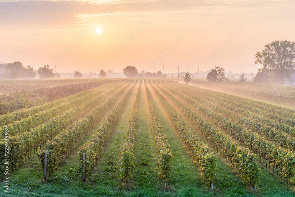 Sunrise with a bit of haze among the rows of a vineyard in the countryside near Padova