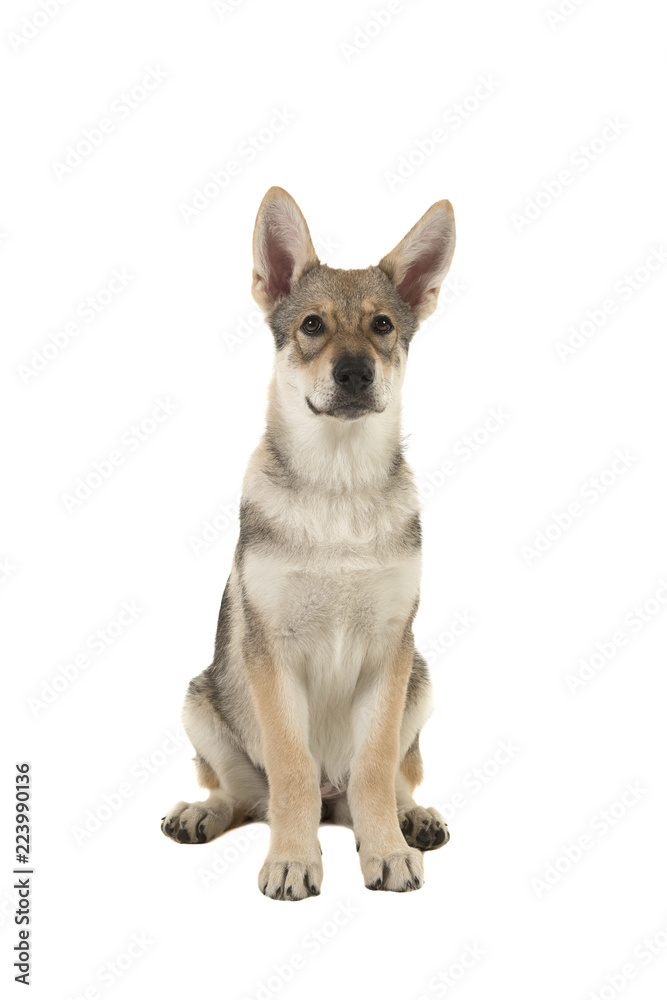 Cute tamaskan hybrid puppy isolated on a white background seen from the front looking up with its mouth closed