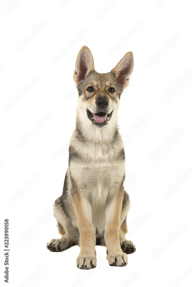 Cute tamaskan hybrid puppy isolated on a white background seen from the front looking up with mouth open