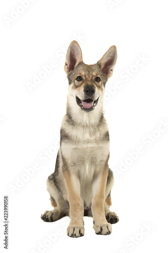 Cute tamaskan hybrid puppy isolated on a white background seen from the front looking up with mouth open © Elles Rijsdijk