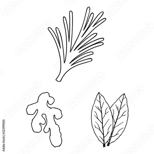 Herb and spices outline icons in set collection for design.Different kinds of seasonings vector symbol stock web illustration.
