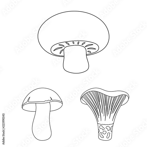 Poisonous and edible mushroom outline icons in set collection for design. Different types of mushrooms vector symbol stock web illustration.