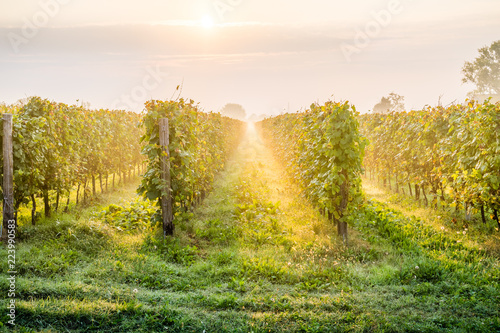 Sunrise with a bit of haze among the rows of a vineyard in the countryside near Padova