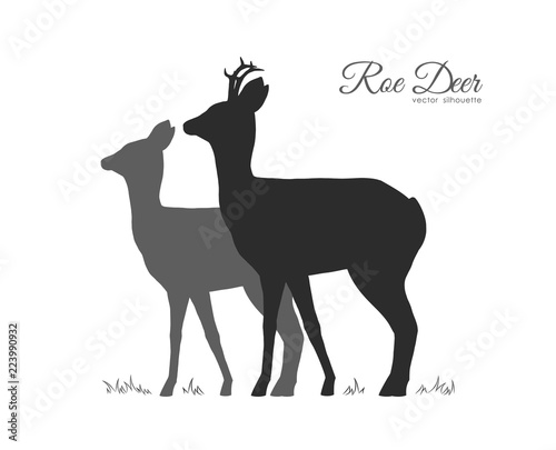 Vector illustration  Silhouette of two Roe Deer isolated on white background.
