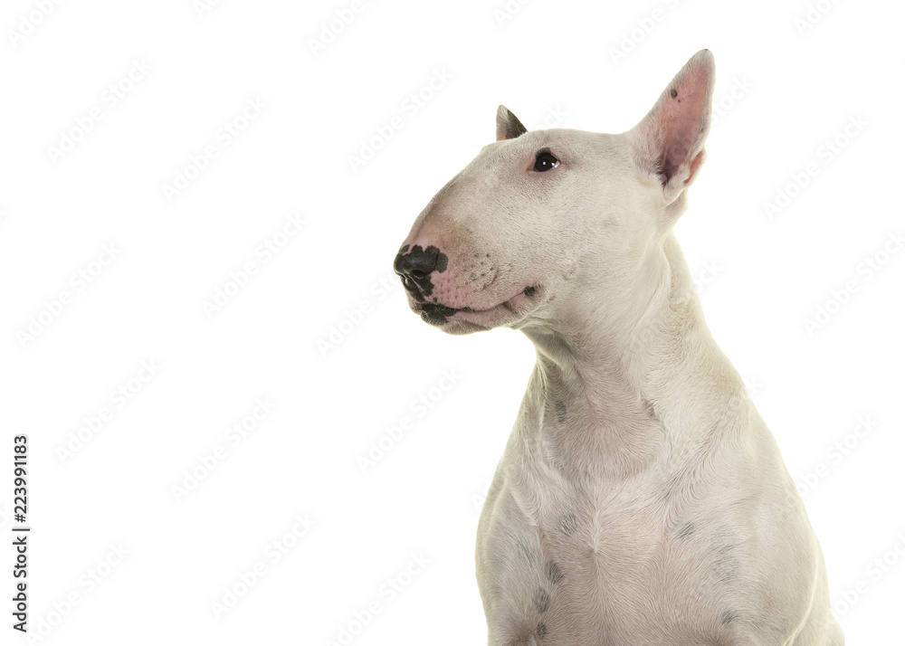 Portrait of a cute bull terrier looking up seen from the side isolated on a white background