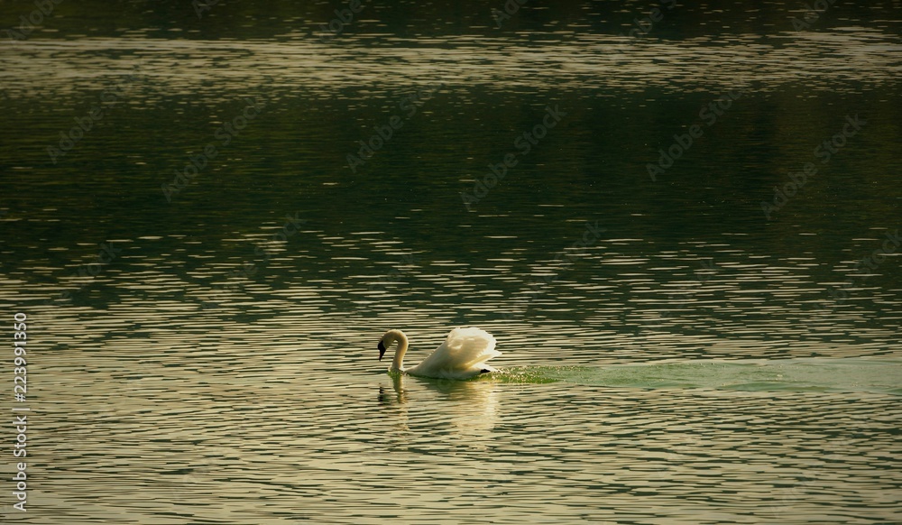 Fototapeta premium cygne