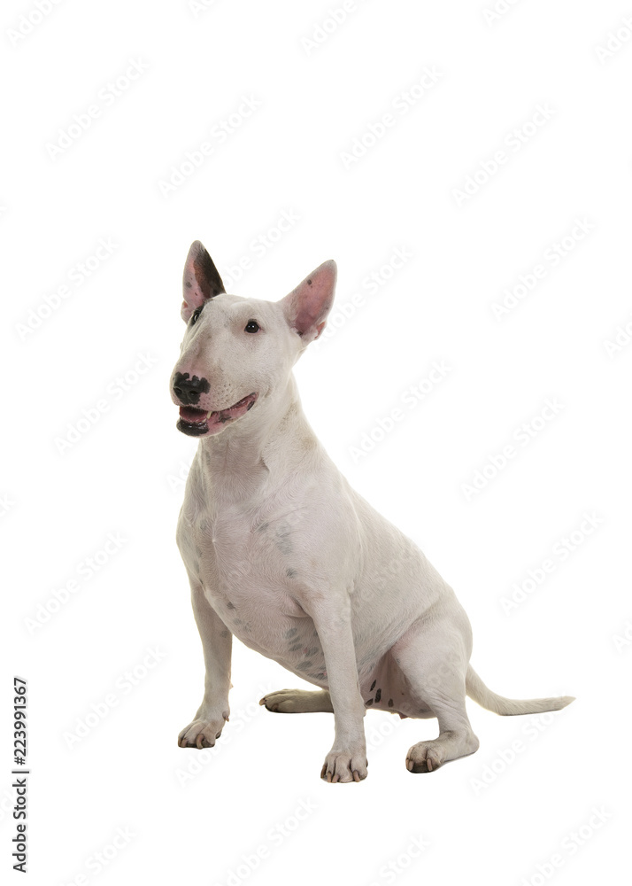 Sitting bull terrier looking up seen from the side isolated on a white background, wh