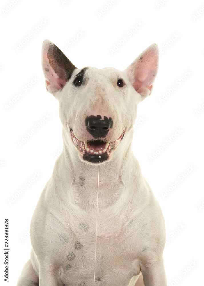 Portrait of a cute bull terrier looking at camera and drooling and smiling seen from the front isolated on a white background