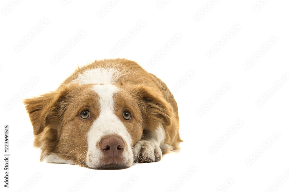 EE-red border collie dog lying down looking up on a white background seen from the front