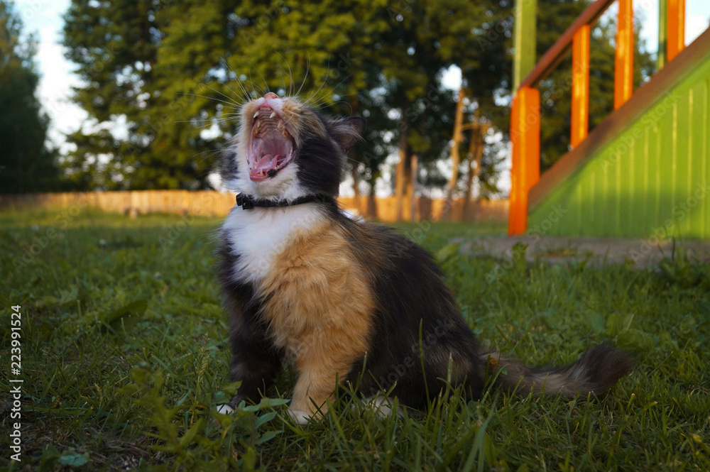  the cat on the grass