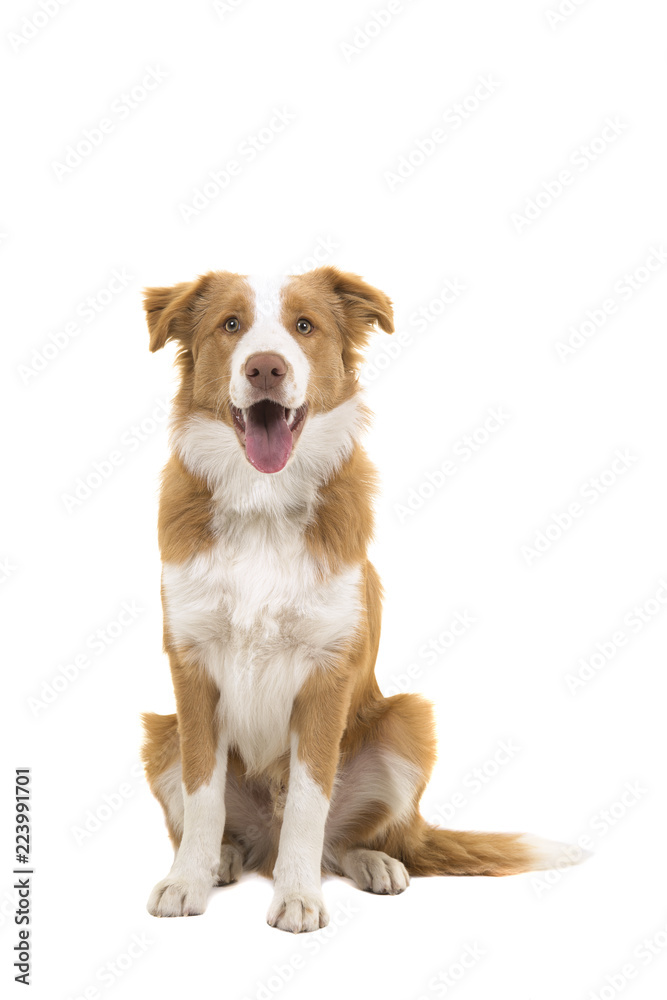 Sitting red border collie dog looking at the camera with mouth open isolated on a white background