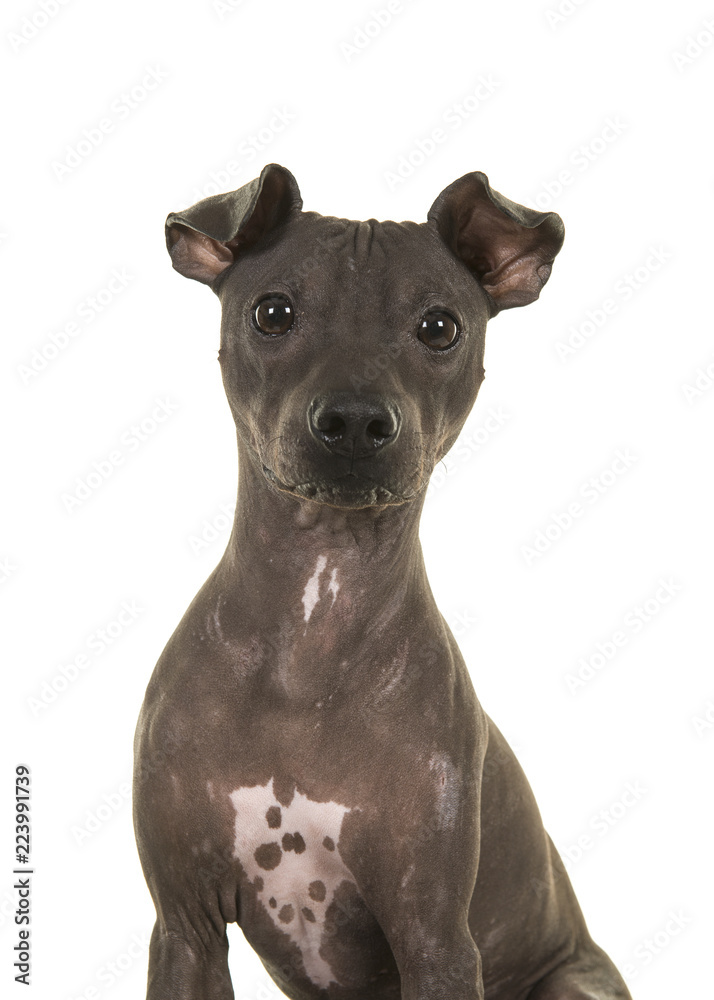 Fototapeta premium Portrait of an American Hairless Terrier looking at the camera isolated on a white background