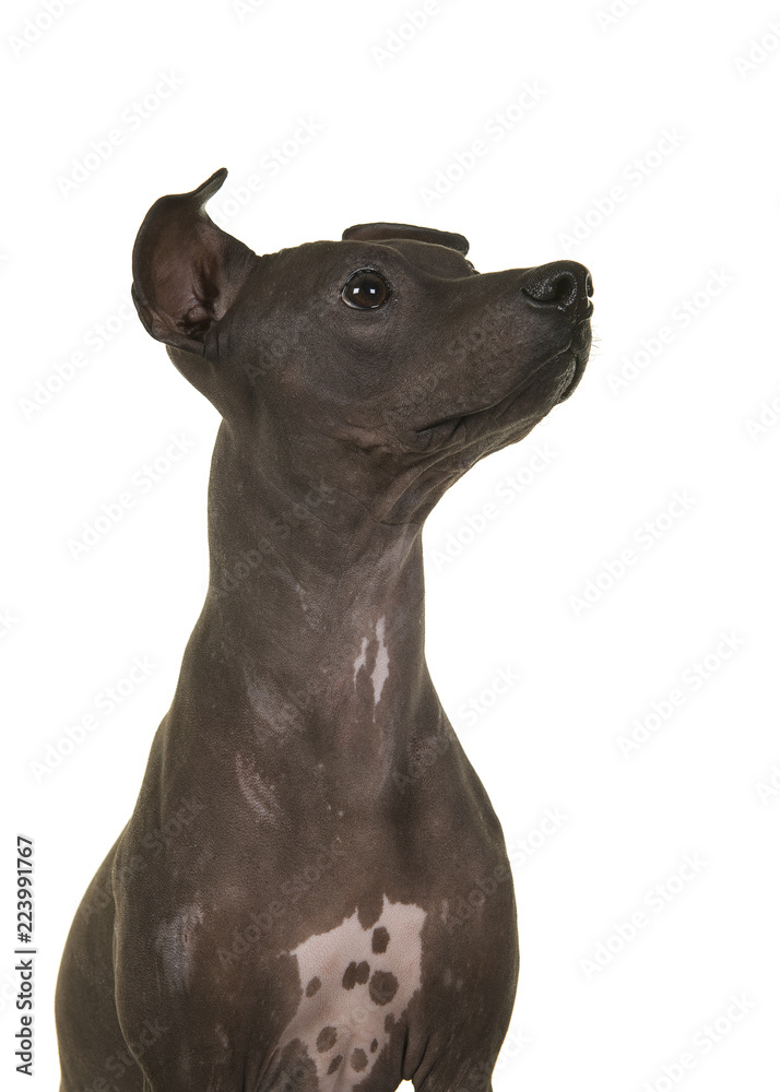 Obraz premium Portret American Hairless Terrier patrząc w górę na białym tle na białym tle