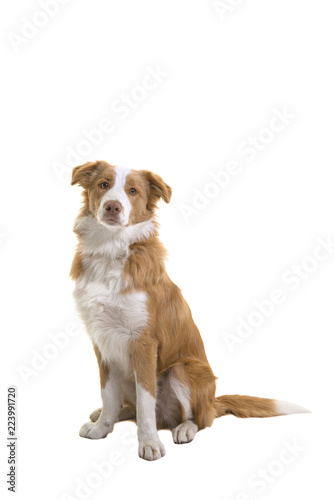 Fototapeta Naklejka Na Ścianę i Meble -  Sitting red border collie dog on a white background
