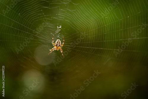 Spider and web in the autumn forest. Wild forest, yellow leaves.
